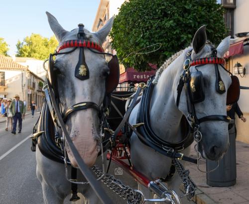 2022-09-04@100049000ENGANCHES-RONDA-VIRGEN-DE-LA-PAZ-