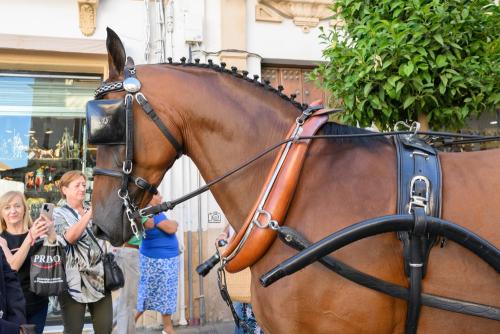 2022-09-04@100658000ENGANCHES-RONDA-VIRGEN-DE-LA-PAZ-